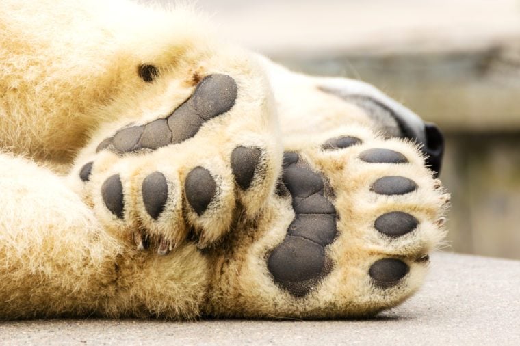 amazing paws!