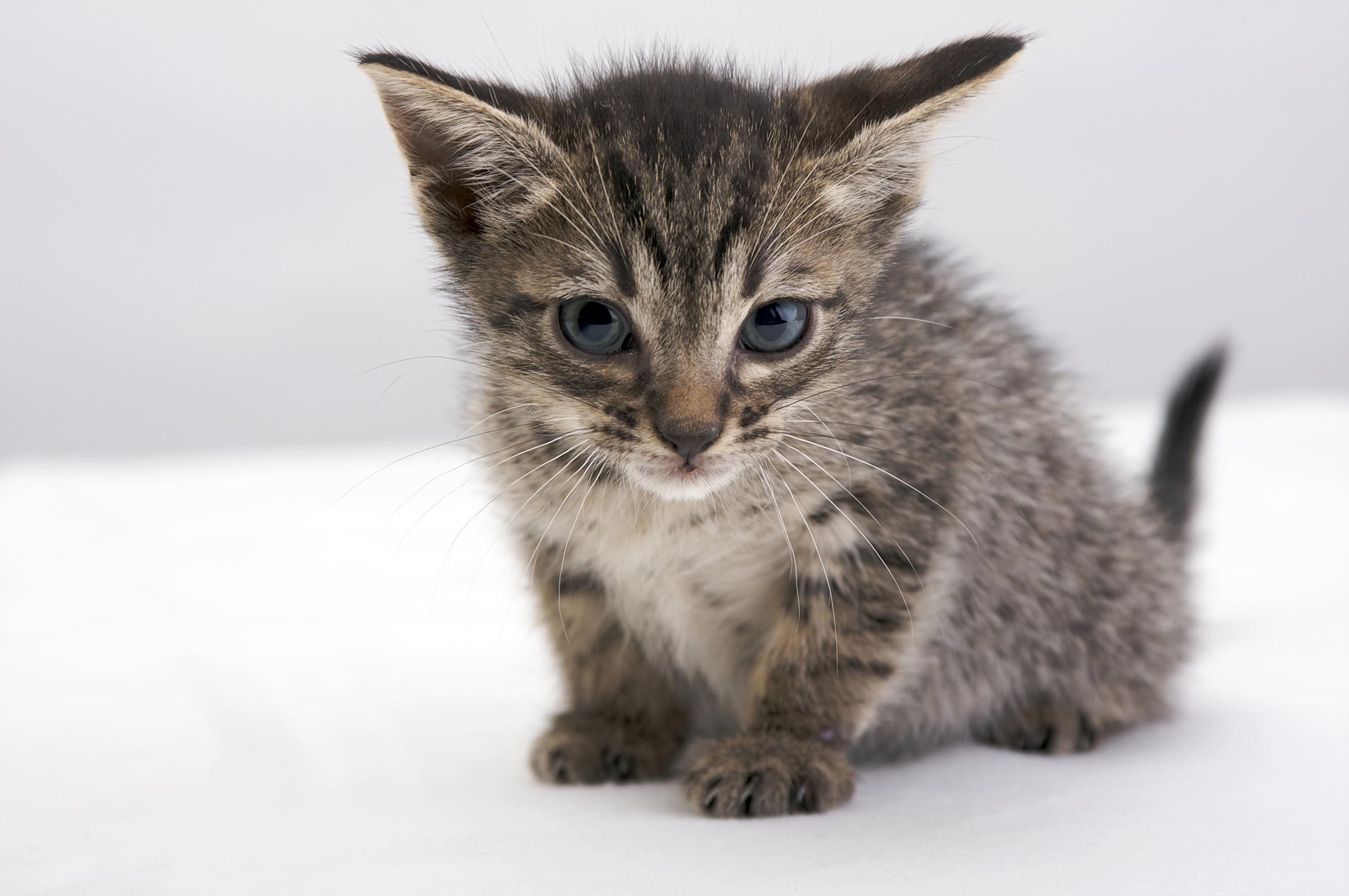 See The Cutest Cat Breeds As Kittens Reader S Digest