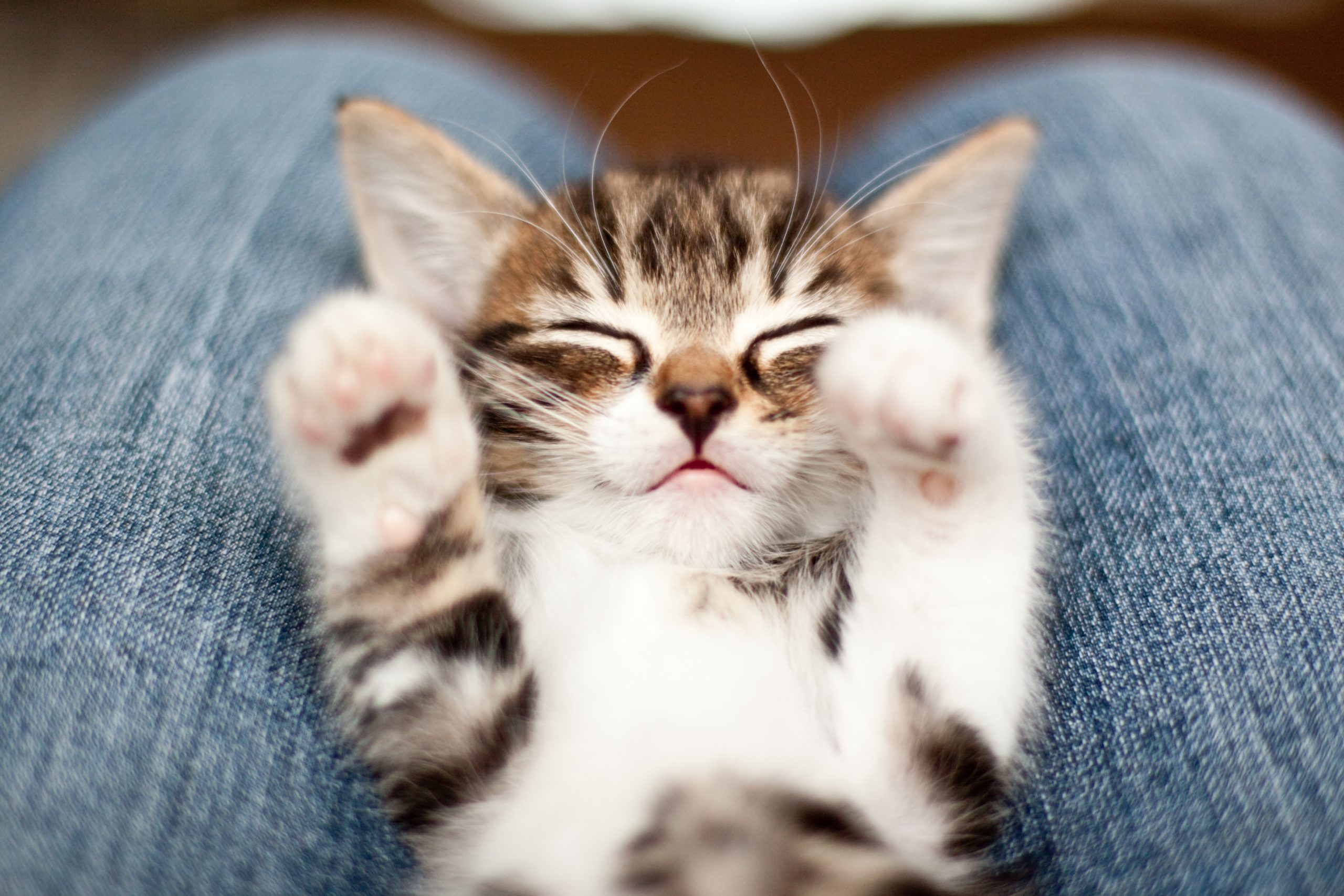 Cute Kittens You Need To See The Cutest Kitten Photos Ever