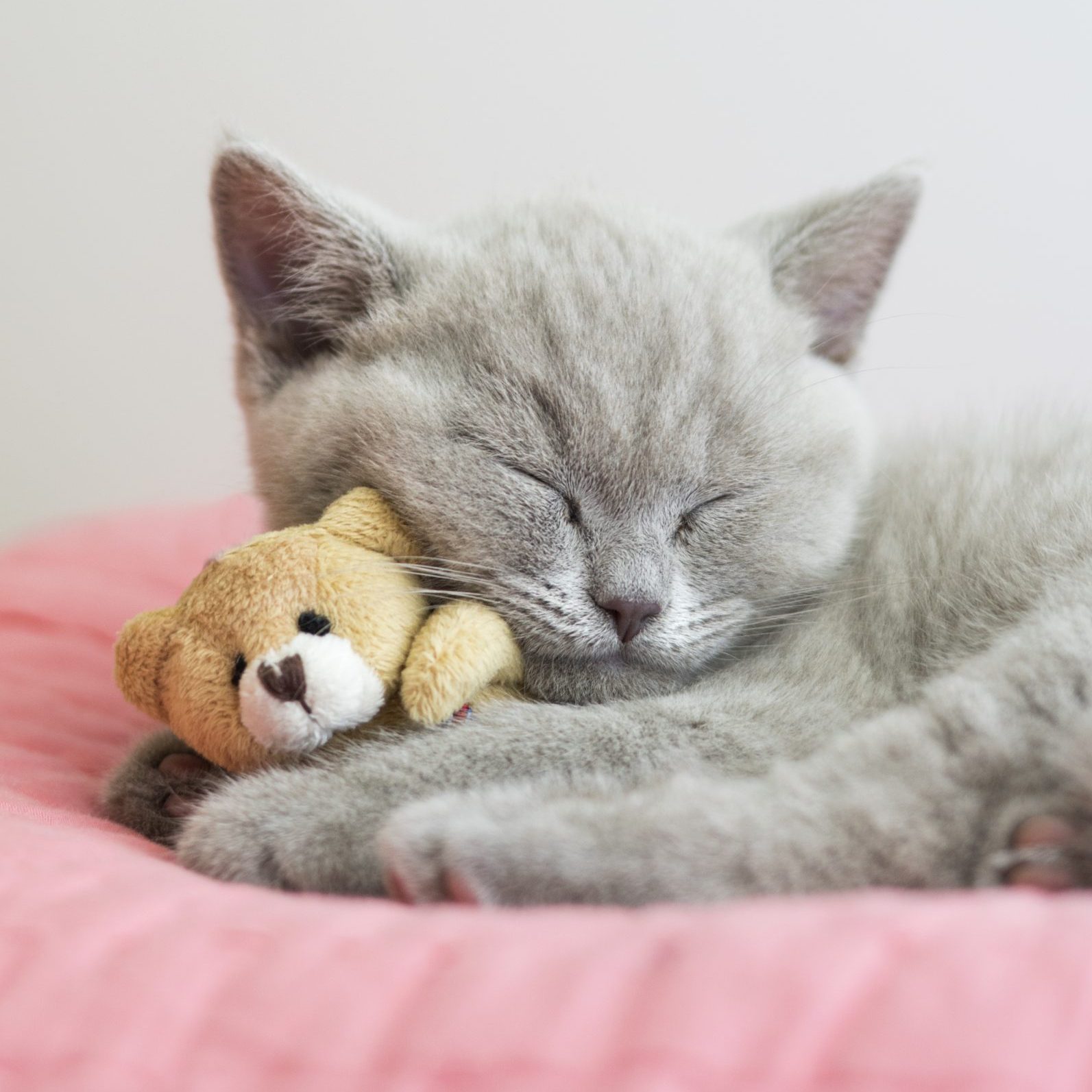 Cute Smallest Kitten In The World Cutest Cat Wallpapers Cute Kittens