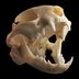 Animal Skulls Like You’ve Never Seen Them Before