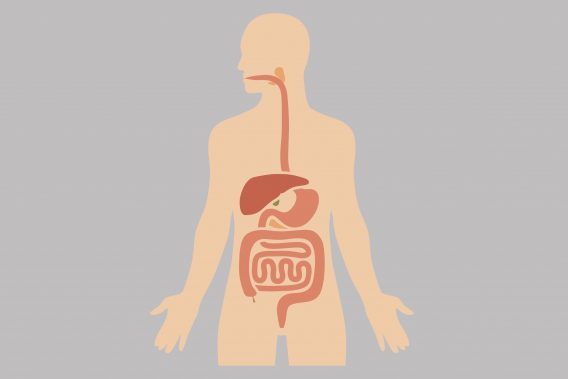 How Does the Digestive System Work? | Reader's Digest