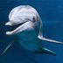 Sorry: Dolphins Aren't Smiling