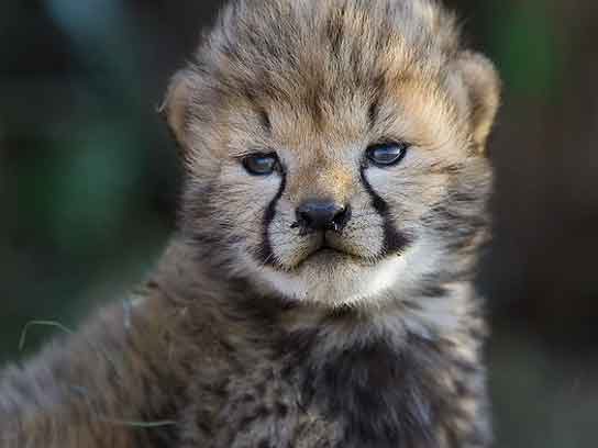 Can We Save the Cheetah From Extinction?