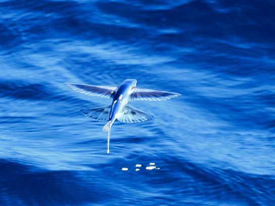 You Won't Believe These Flyingfish! | Reader's Digest
