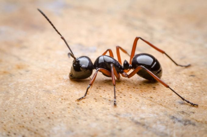 24 Ways On How To Get Rid of Ants Naturally
