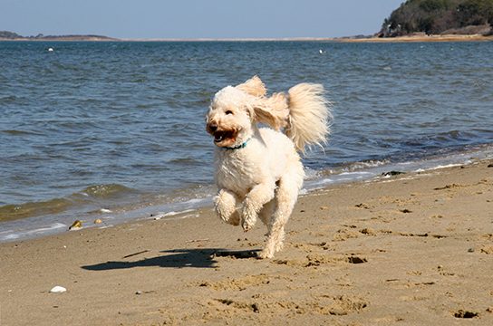 7 Photos of Happy Dogs on Cape Cod