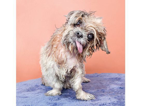 7 Photos of Wet Dogs Reader s Digest