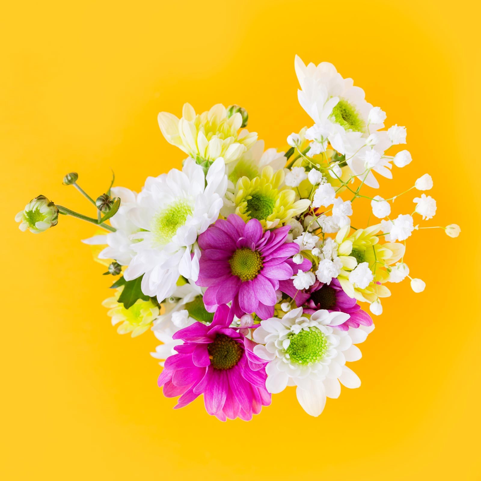 150 Best BLOOMING FLOWERS ideas  flowers, beautiful flowers, pretty flowers