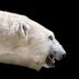Mauled: One Man's Harrowing Escape From the Jaws of a Deadly Polar Bear