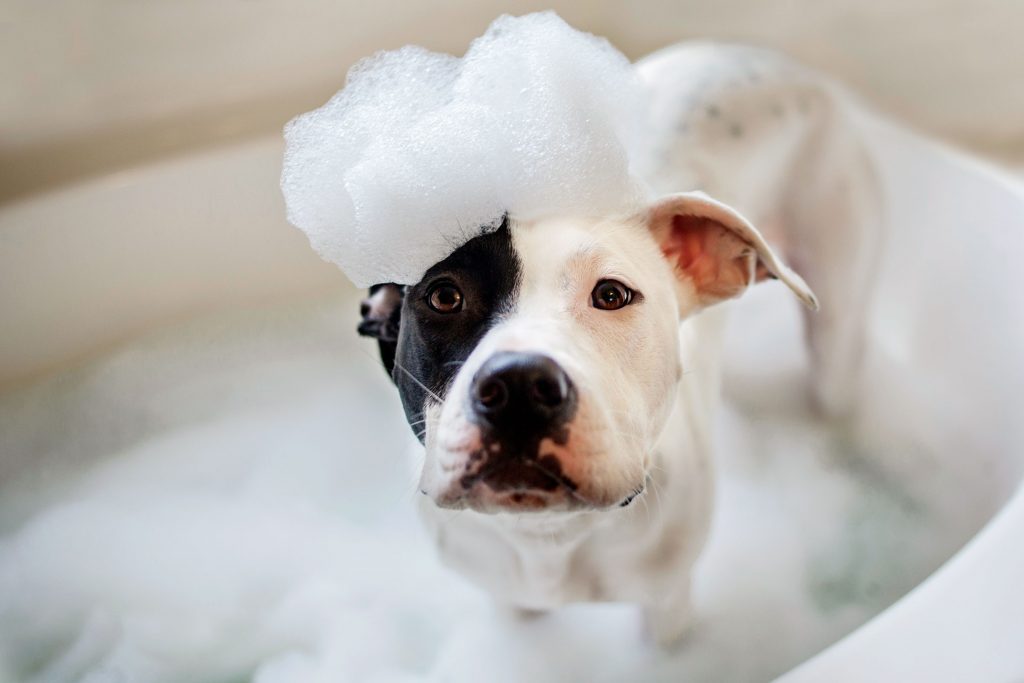 How Often Should You Wash Your Dog? Reader's Digest