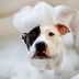 How Often You Need to Wash Your Dog, According to Professional Dog Groomers