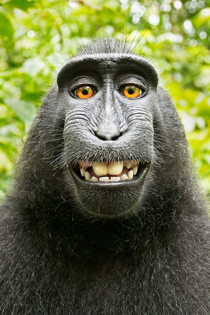 Why Did PETA Sue Over a Monkey 'Selfie'? | Reader's Digest