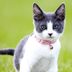 Natural Flea Remedies: 4 DIY Flea Collars for Dogs and Cats