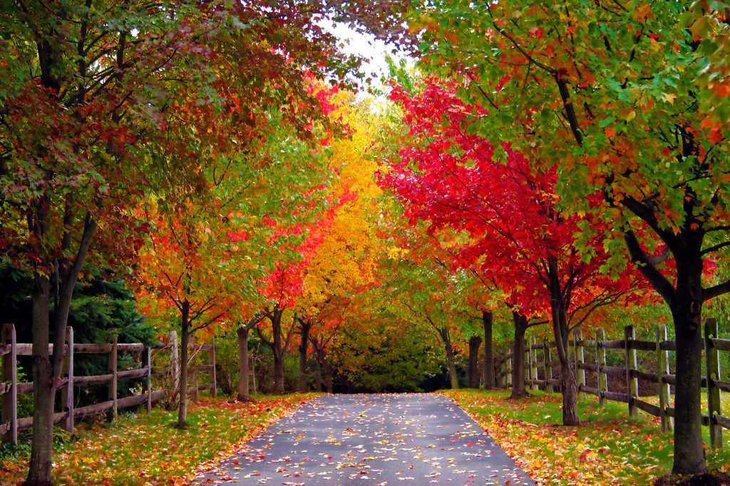 Watch the Seasons Change on a Beautiful Hidden Street | Reader's Digest