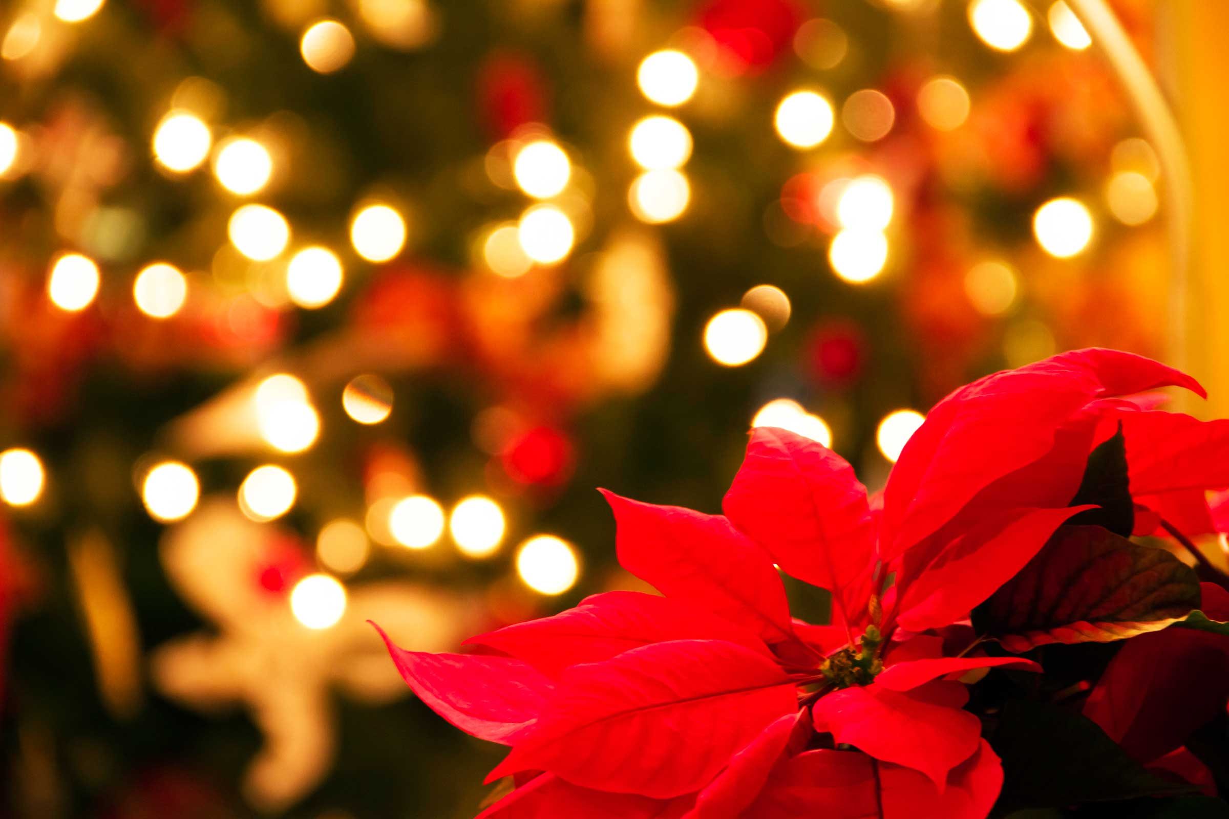 Why Poinsettias Are the Official Christmas Flower? Trusted Since 1922