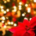 This Is Why Poinsettias Are the Official Christmas Flower
