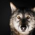 Think You Know What "Alpha Male" Means? These Wolves Will Prove You Wrong