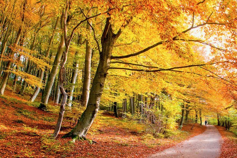 Photos of the World's Most Beautiful Trees | Reader's Digest