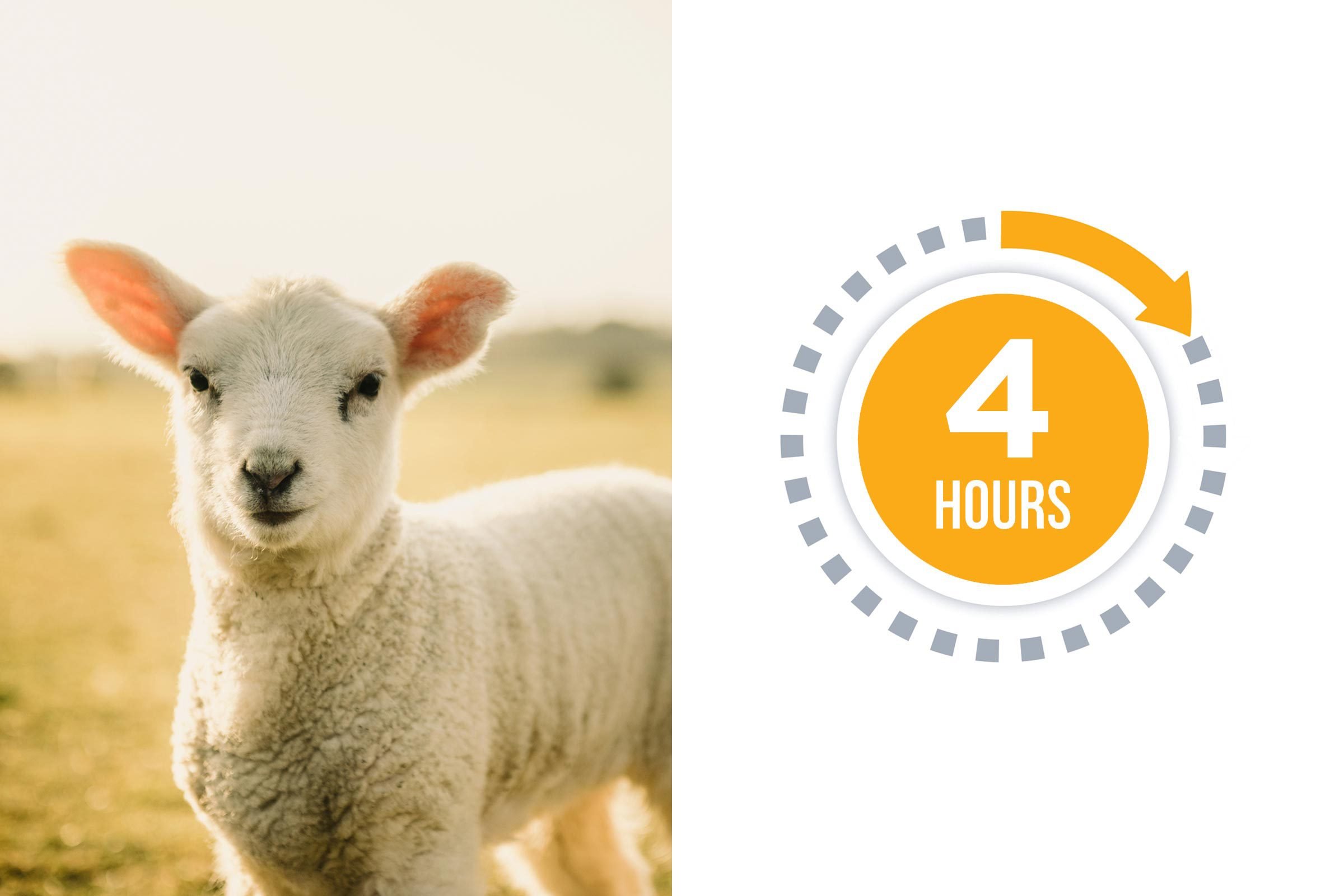 08a-sheep-You-vs.-These-Adorable-Animals--Who-Sleeps-More