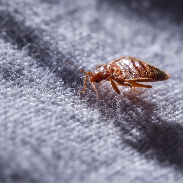 The City With The Worst Bed Bug Infestation In America Readers Digest