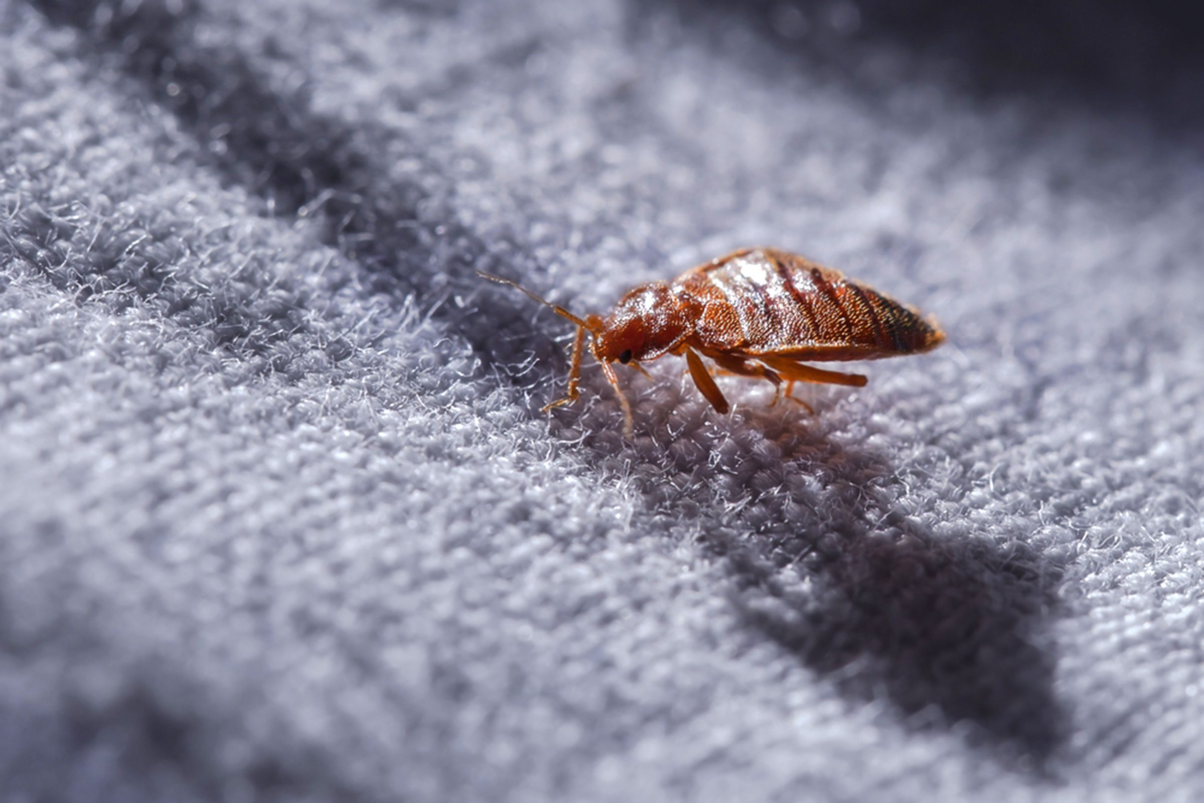 How to Spot Bed Bugs in Your Hotel Room | Reader's Digest