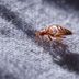 This Is How to Spot Bed Bugs in Your Hotel Room