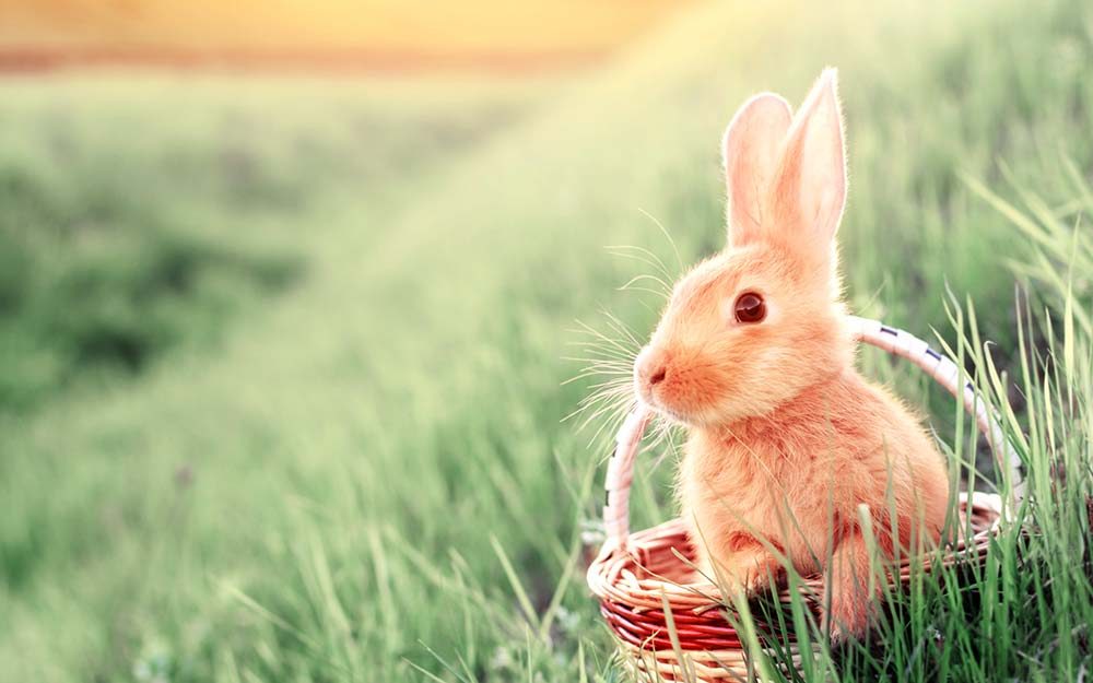 Where Did the Easter Bunny Come From? Reader's Digest