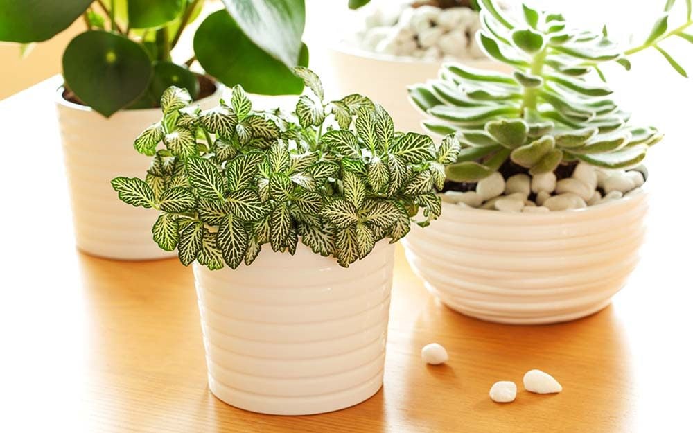 Should You Water Your Plants with Ice Cubes? - Our House Plants