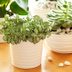 FINALLY: A Simple Trick That Will Keep You from Killing Your Houseplants
