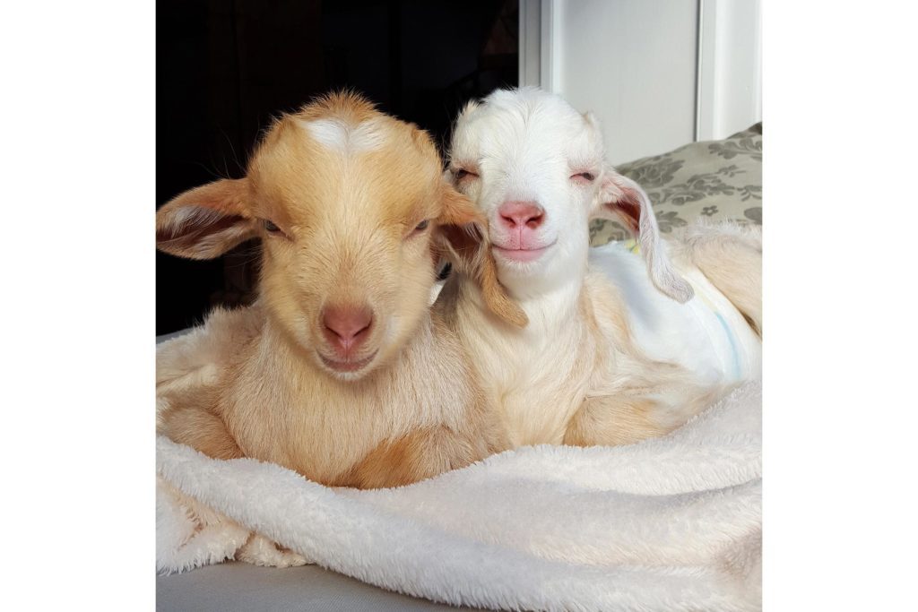 These Baby Goat Will Instantly Brighten Your Day | Reader ... - 1024 x 683 jpeg 70kB