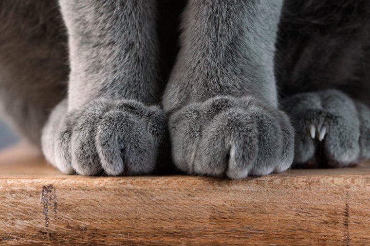 Why Do Cats Knead?: Reasons Behind This Cat Quirk | Reader's Digest