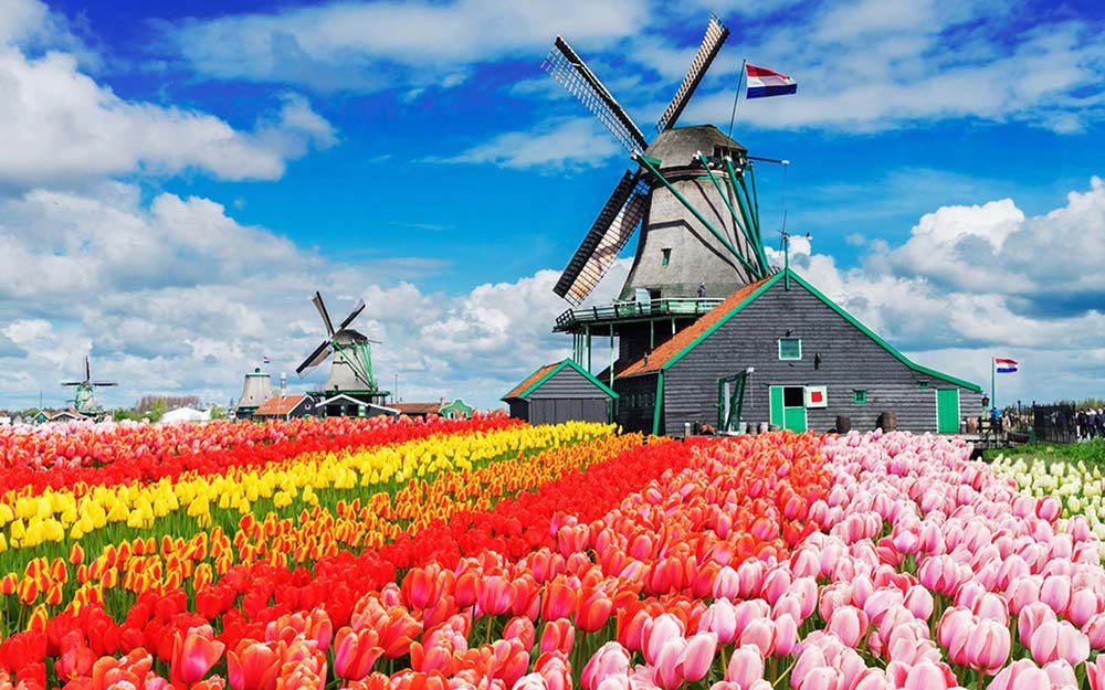 Pictures Of Tulip Farms That Will Make You Celebrate Spring Readers