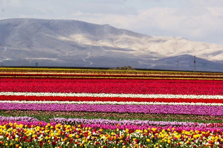 Pictures of Tulip Farms That Will Make You Celebrate Spring Reader's