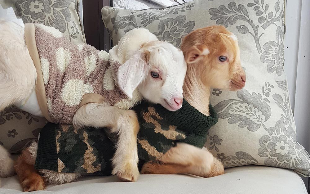 these-baby-goat-will-instantly-brighten-your-day-reader-s-digest