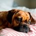 Should You Let Your Dog Sleep in Your Bed?