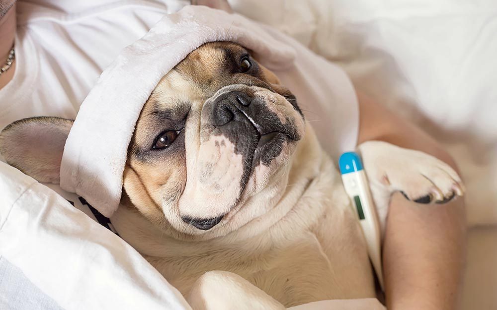 Dog Flu: How to Keep Your Pup Healthy | Reader's Digest