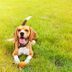 28 Safety Tips to Keep Your Dog in Top Shape This Summer
