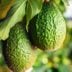 The Origin of the Word “Avocado” Is About to Make You Really Uncomfortable