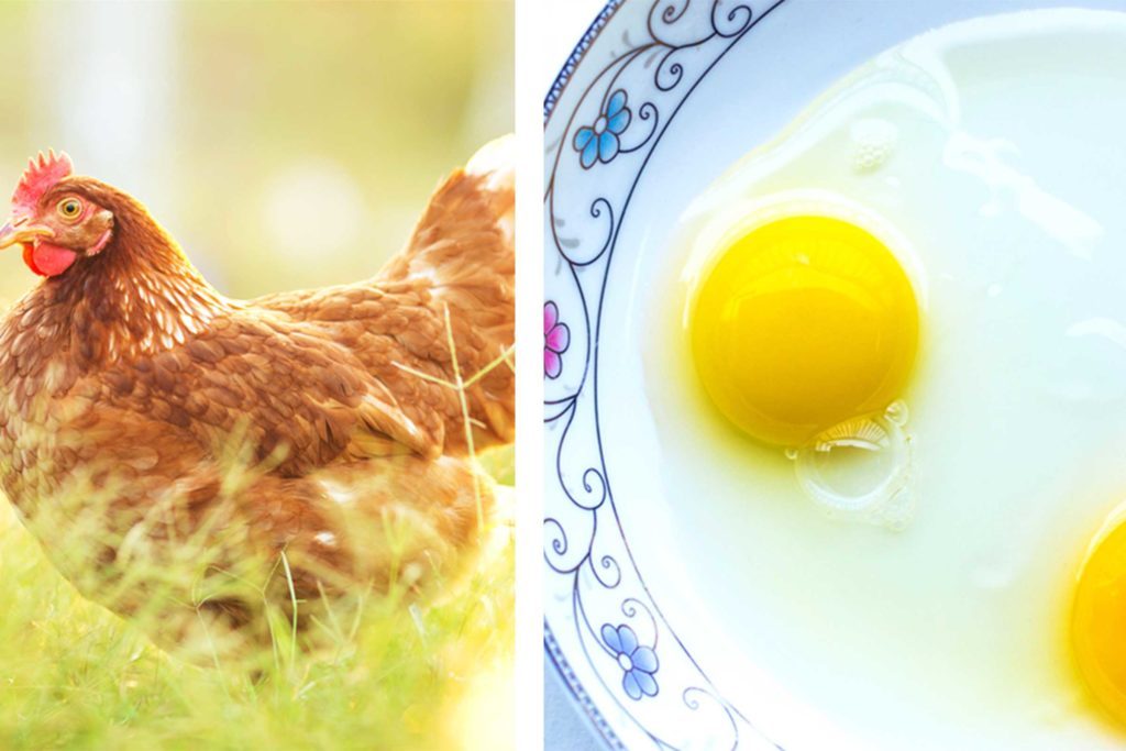 what-an-egg-yolk-s-color-reveals-about-the-chicken-it-came-from