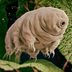 Meet the Most Indestructible Species on the Planet