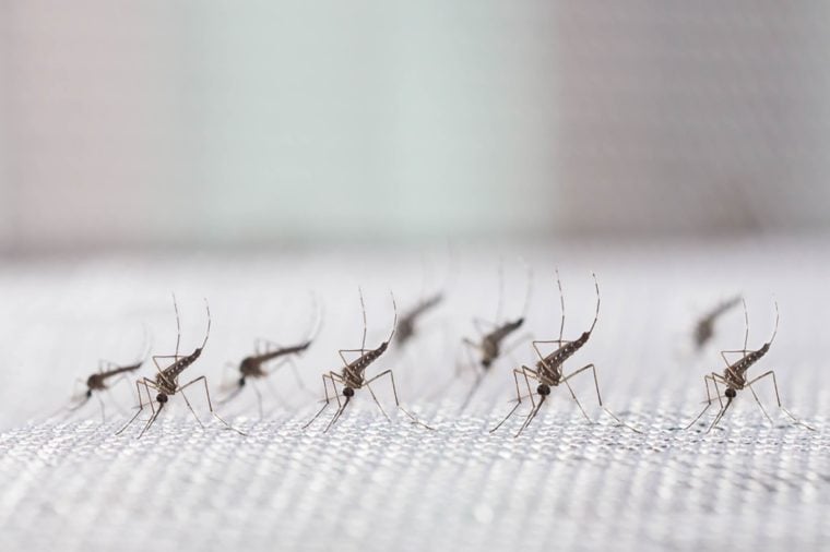 A Company Is Releasing 20 Million Mosquitoes in California—Yes, Really