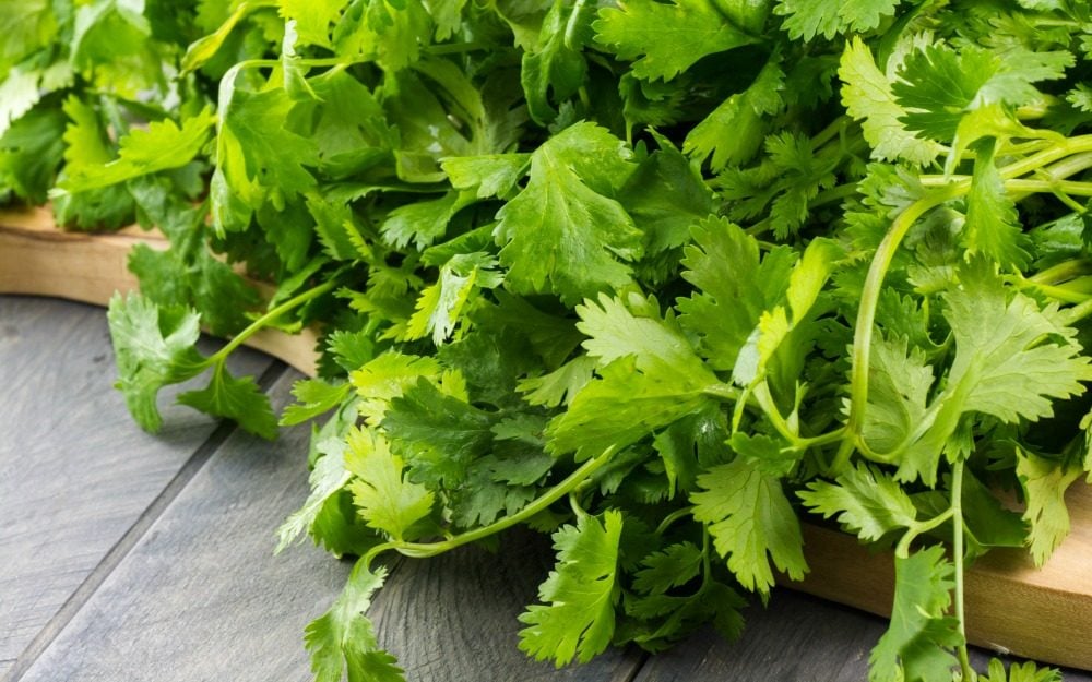 The Scientific Reason Why You Hate Or Love Cilantro Reader S Digest