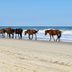 6 Places Where You Can Still Spot Majestic Wild Horses Roaming