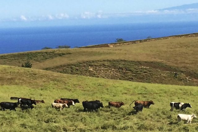 These Native Hawaiians Keep Traditions Alive On Their Ranch Puuanahulu-DEEDEE-KEAKEALANI-BERTELMANNReminisce