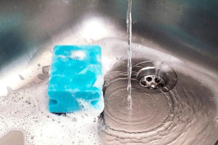Kitchen sponges are bacteria's dream home
