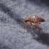 How to Spot Bed Bugs in Your Airplane Seat