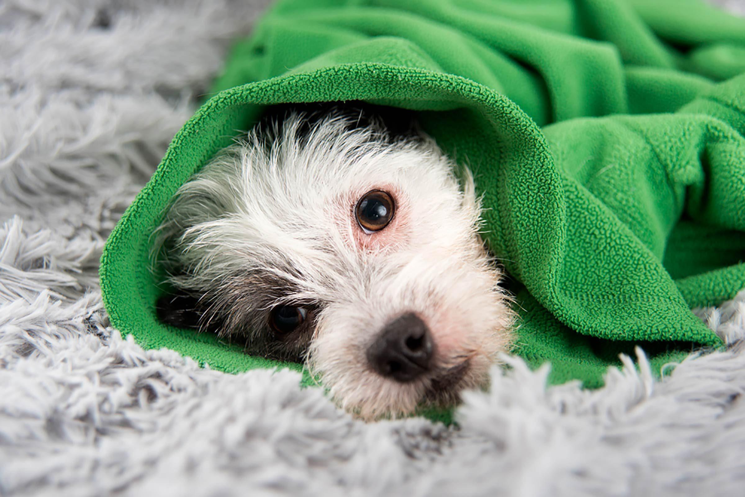 what to do when your dog gets a cold