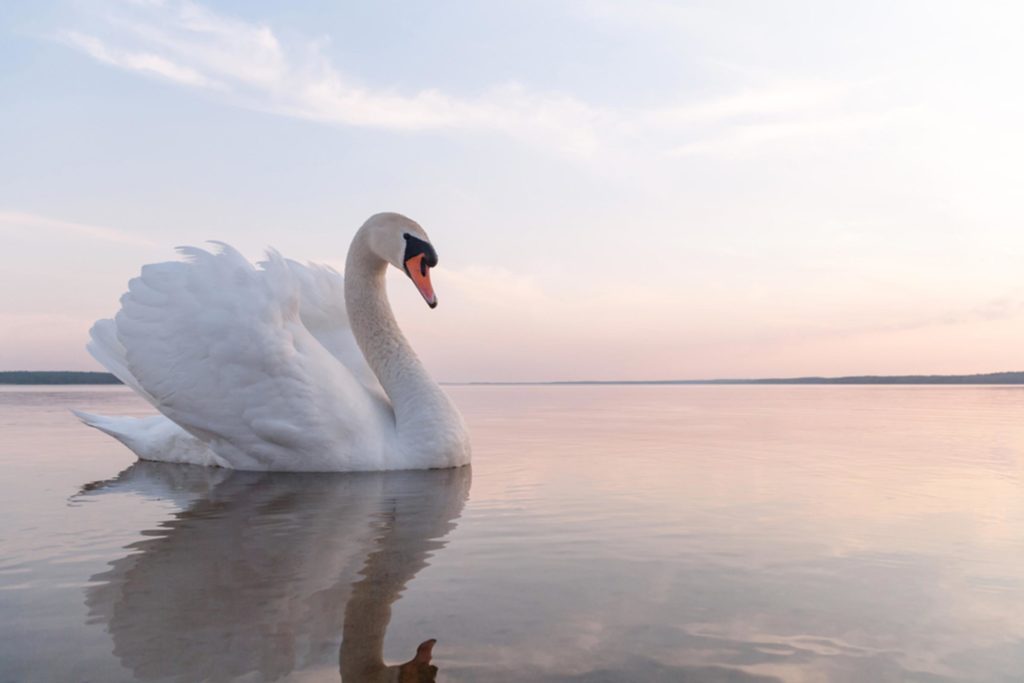 The Strange History Behind the British Crown and Swan 