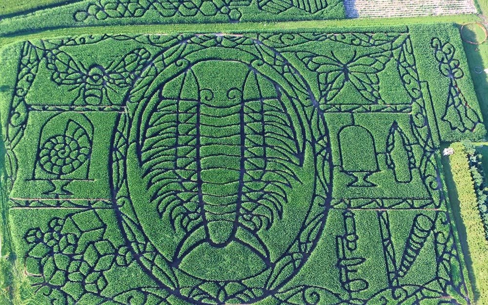 The Best Corn Mazes in America Reader's Digest